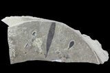 Cretaceous Fossil Leaf - Lebanon Marine Deposits #70502-1